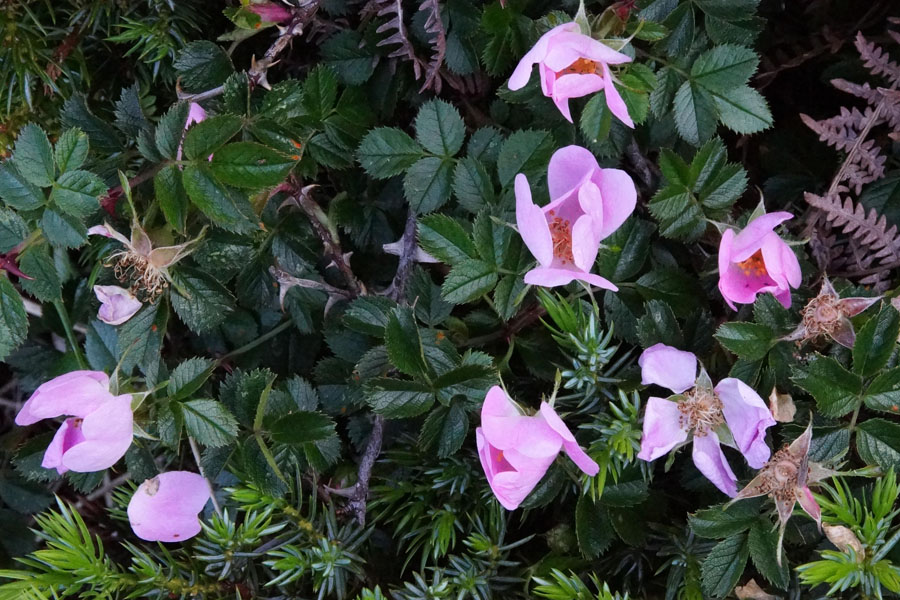 Rosa serafinii (fiori semi-chiusi)